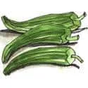 Okra (666) illustration