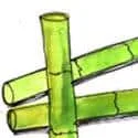 Cane (718) illustration