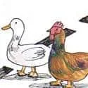 Chicken And Ducks Cross The Road (762) illustration