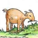 Sheep Grazing (765) illustration