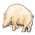 Pigs Sick (787) illustration