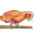 Parrot (788) illustration