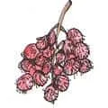 Selling Rambutan (796) illustration