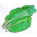 Vegetables (826) illustration