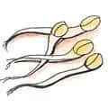 Bean Sprouts (864) illustration