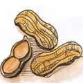 Peanut (872) illustration