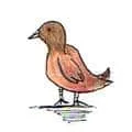 Crested Myna (911) illustration