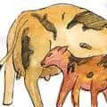Calf Sucking Milk (925) illustration