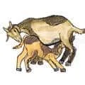Goat Sucking Milk (926) illustration
