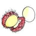 Rambutan (937) illustration