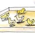 Selling Chicks And Ducklings (939) illustration