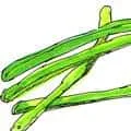 Kidney Bean (967) illustration