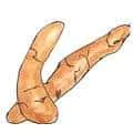 Cassava (970) illustration