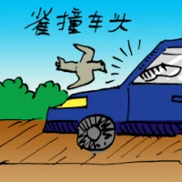 Bird Hit By A Car (0149) illustration