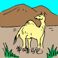 Arabian Camel (0571) illustration