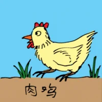 Broiler Chicken (0575) illustration