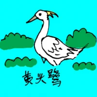 Yellow Heron (0587) illustration