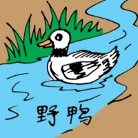 Wild Duck (0611) illustration