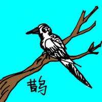 Magpie (0622) illustration