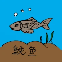 Sciaena Umbra (0639) illustration