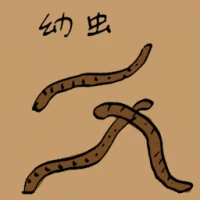 Larvae (0667) illustration