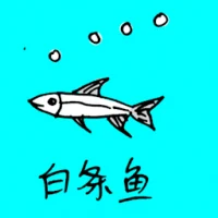 Banded Jawfish (0756) illustration