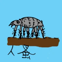 Body Louse (0781) illustration