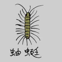 House Centipede (0805) illustration