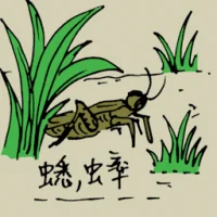 Common Cricket (0826) illustration