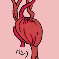 Heart (0840) illustration