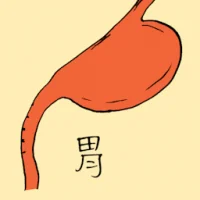 Stomach (0841) illustration