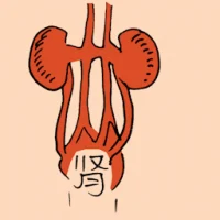 Kidney (0843) illustration