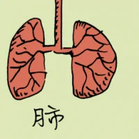 Lung (0861) illustration