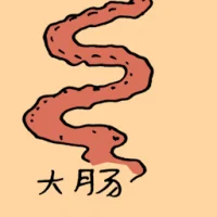 Large Intestine (0866) illustration