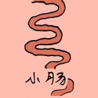 小肠 (0867) illustration