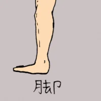 Leg (0871) illustration