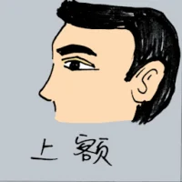 Forehead (0876) illustration