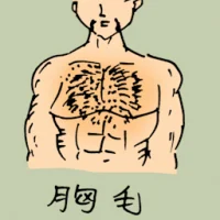 Chest's Hair (0880) illustration