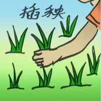 Transplant Rice Seedlings (2842) illustration