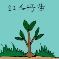 Rambutan Seedling (3471) illustration