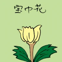 宝巾花 (3489) illustration