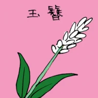 Hyacinth (3498) illustration