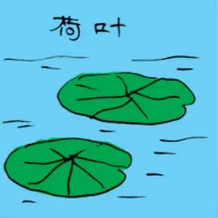Water Lily (3505) illustration