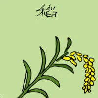 Paddy (3506) illustration