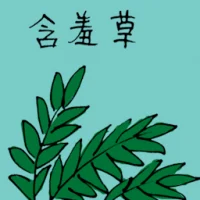 Mimosa (3508) illustration