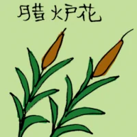 Candle Flower (3509) illustration