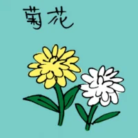 Chrysanthemum (3517) illustration