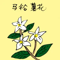 White Potato Flower (3520) illustration