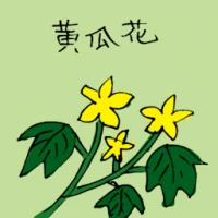 Cucumber Flower (3522) illustration