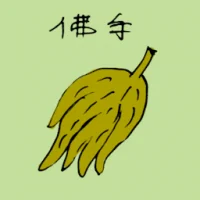 Buddha's Hand (3525) illustration